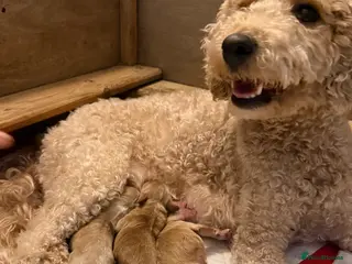 Mixed Breed dogs BORN07/03/2026 Beautiful male poochon/cockerpoo - Advert 2