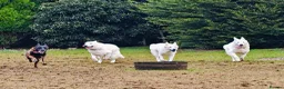 White Swiss Shepherd dogs for sale: A stunning big KC Reg White Swiss Shepherd 4 sale - Advert 14
