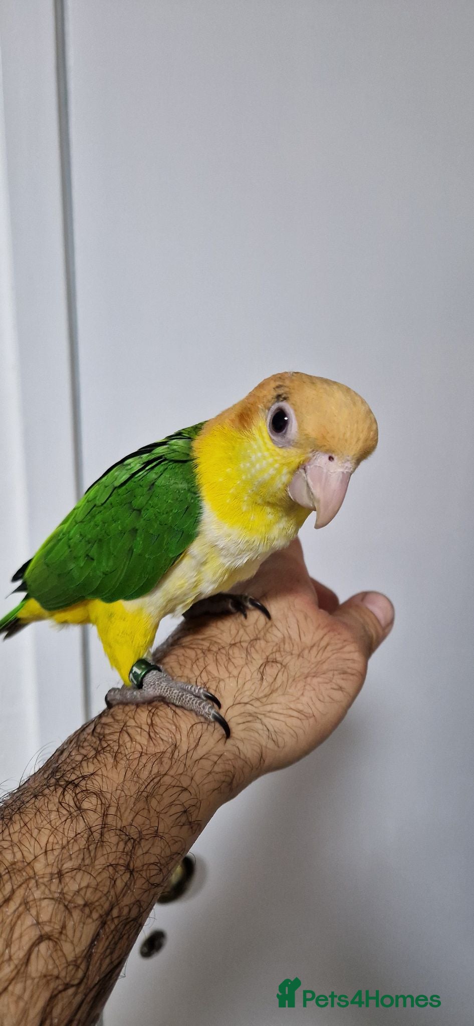 Parrots birds Hand reared baby caique parrot  - Advert 3