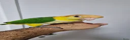 Parrots birds for sale: Hand reared baby caique parrot  - Advert 1