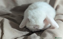 Mini Lop rabbits for sale: Mini lop   - Image 3
