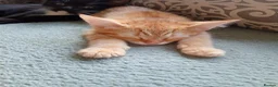Mixed Breed cats for sale: 4 Tabby's 3 black and white  - Advert 1