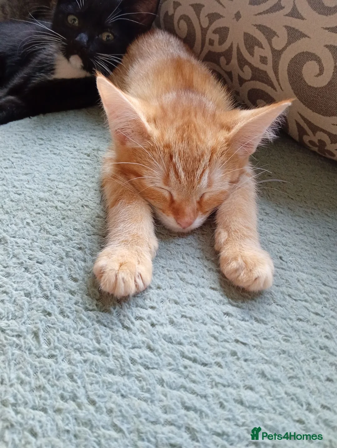 Mixed Breed cats for sale: 4 Tabby's 3 black and white  - Advert 1