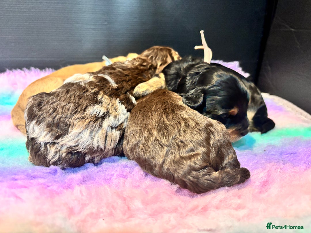 Cavapoo dogs for sale: Beautiful Black Phantom F1bb girl cavapoo - Image 5