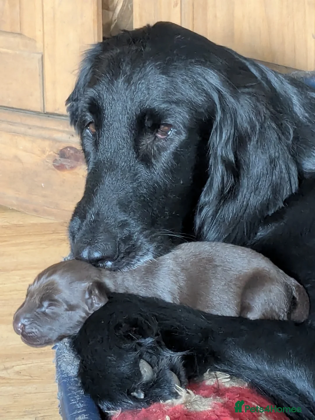 Flat coated Retriever dogs for sale: Flatcoated Retriever Puppies  - Advert 1