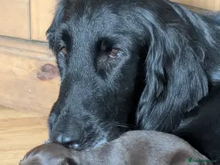 Flat coated Retriever dogs Flatcoated Retriever Puppies - Advert 4