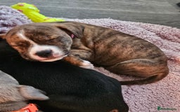 Mixed Breed dogs for sale: American Bulldog Cross Staffy puppies  - Image 20