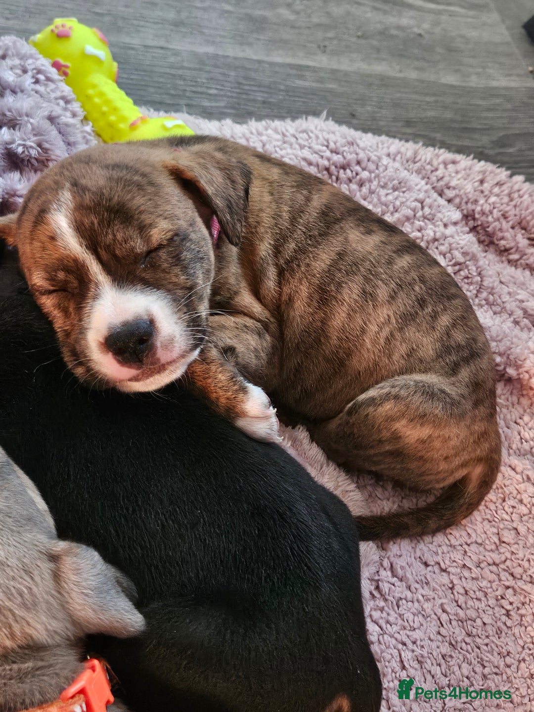 Mixed Breed dogs for sale: American Bulldog Cross Staffy puppies  - Image 20