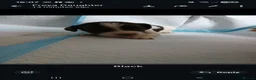 English Springer Spaniel dogs for sale: 8 x Healthy Springer Spaniel pups,ready 15/06/26 - Advert 5