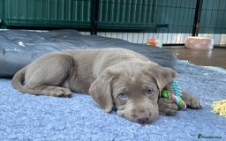 Labrador Retriever dogs for sale: Silver, Charcoal, Champagne Labrador Puppies  - Image 12