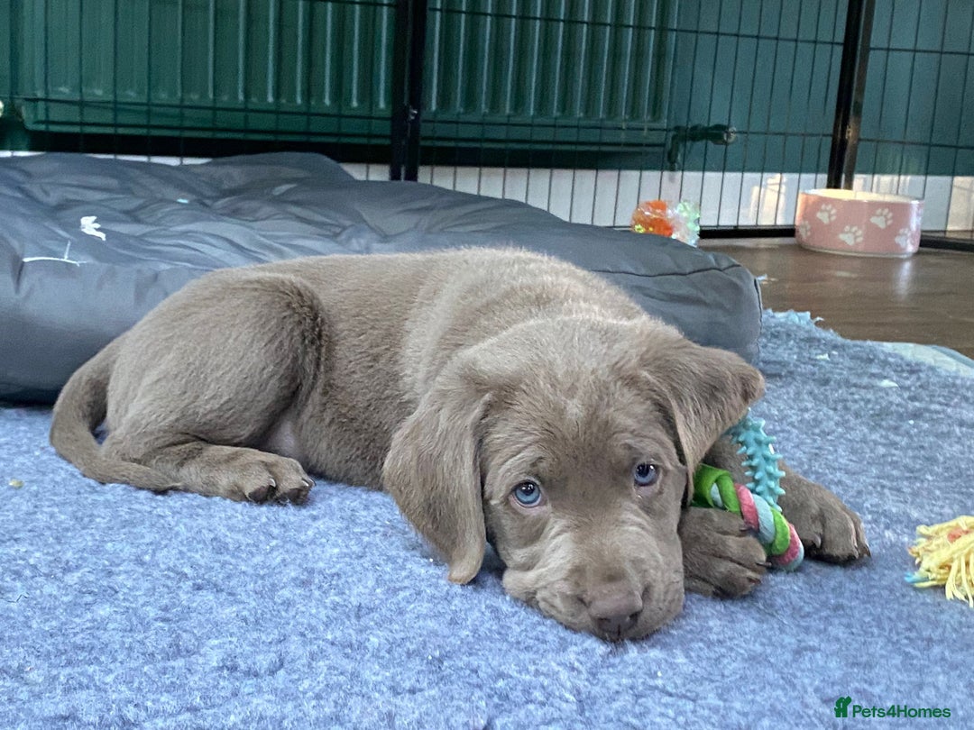 Labrador Retriever dogs for sale: Silver, Charcoal, Champagne Labrador Puppies  - Image 12