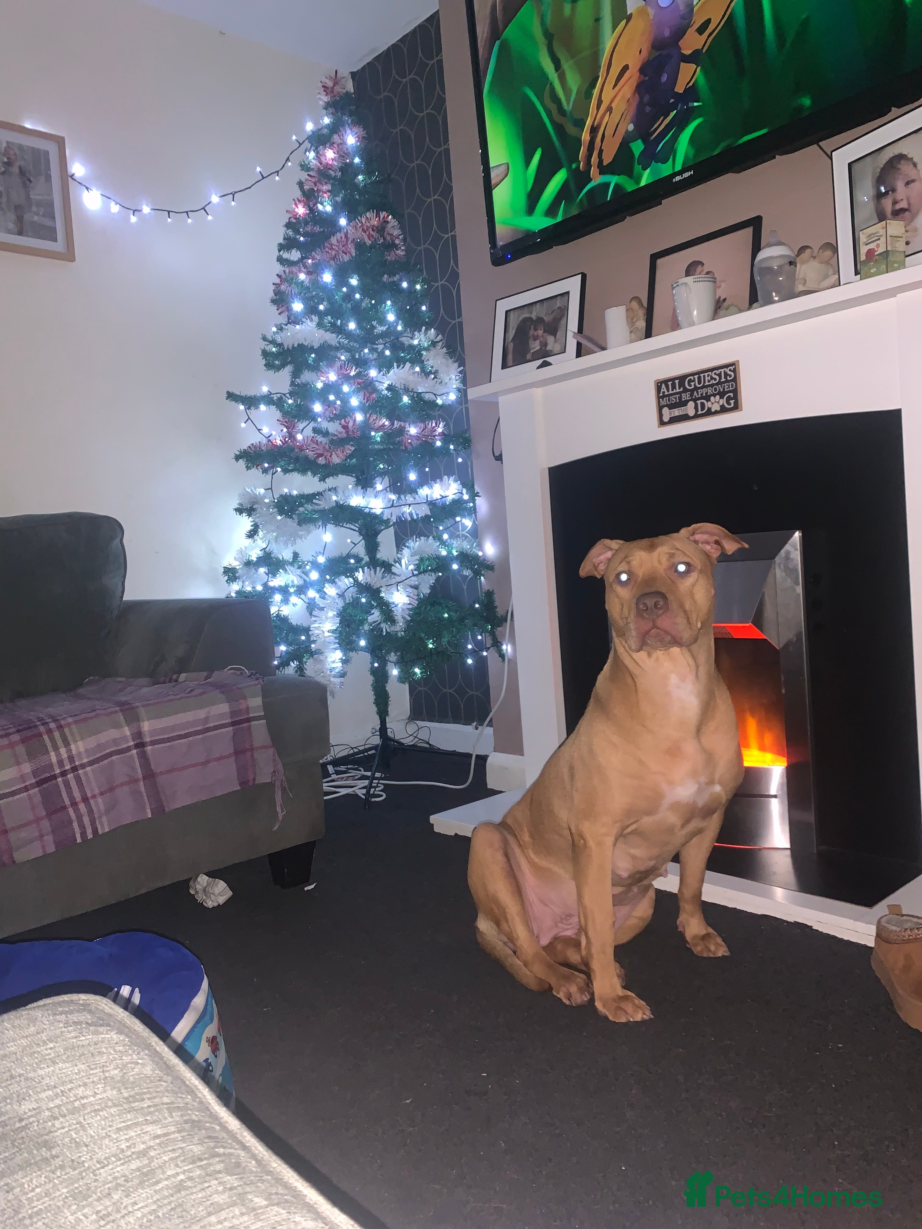 Staffordshire Bull Terrier dogs Staffie mix pups  - Advert 1