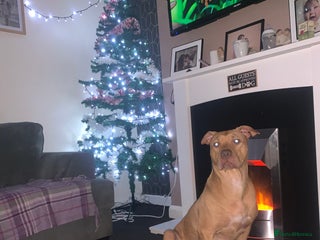 Staffordshire Bull Terrier dogs Staffie mix pups - Advert 1