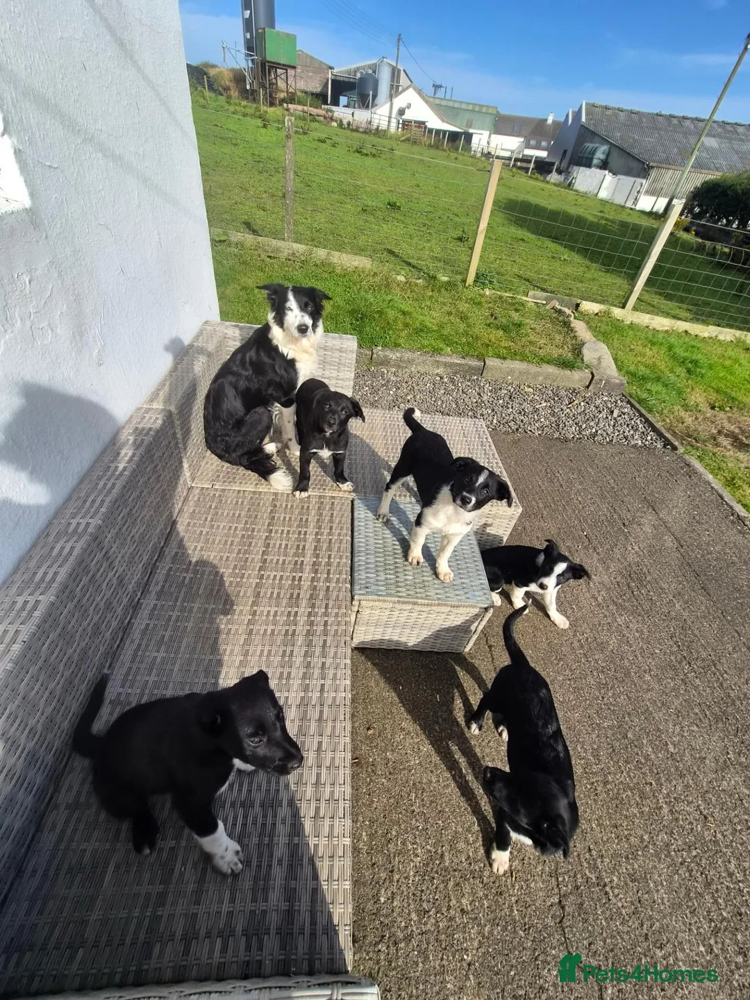 Border Collie dogs for sale: 2 female pups for sale. Ready now in Stranraer - Advert 1