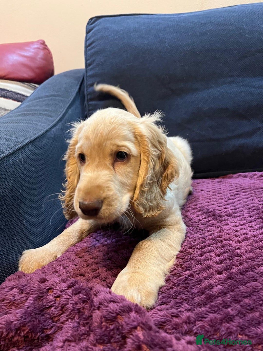 Cocker Spaniel dogs for sale: Cocker Spaniel puppies - Advert 6