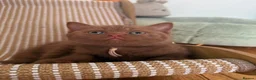 British Shorthair cats for sale: 🐾 Beautiful Cinnamon British Shorthair Kittens 🐾 - Advert 14