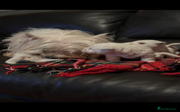 West Highland Terrier dogs for sale: West highland terrier puppies - Image 3