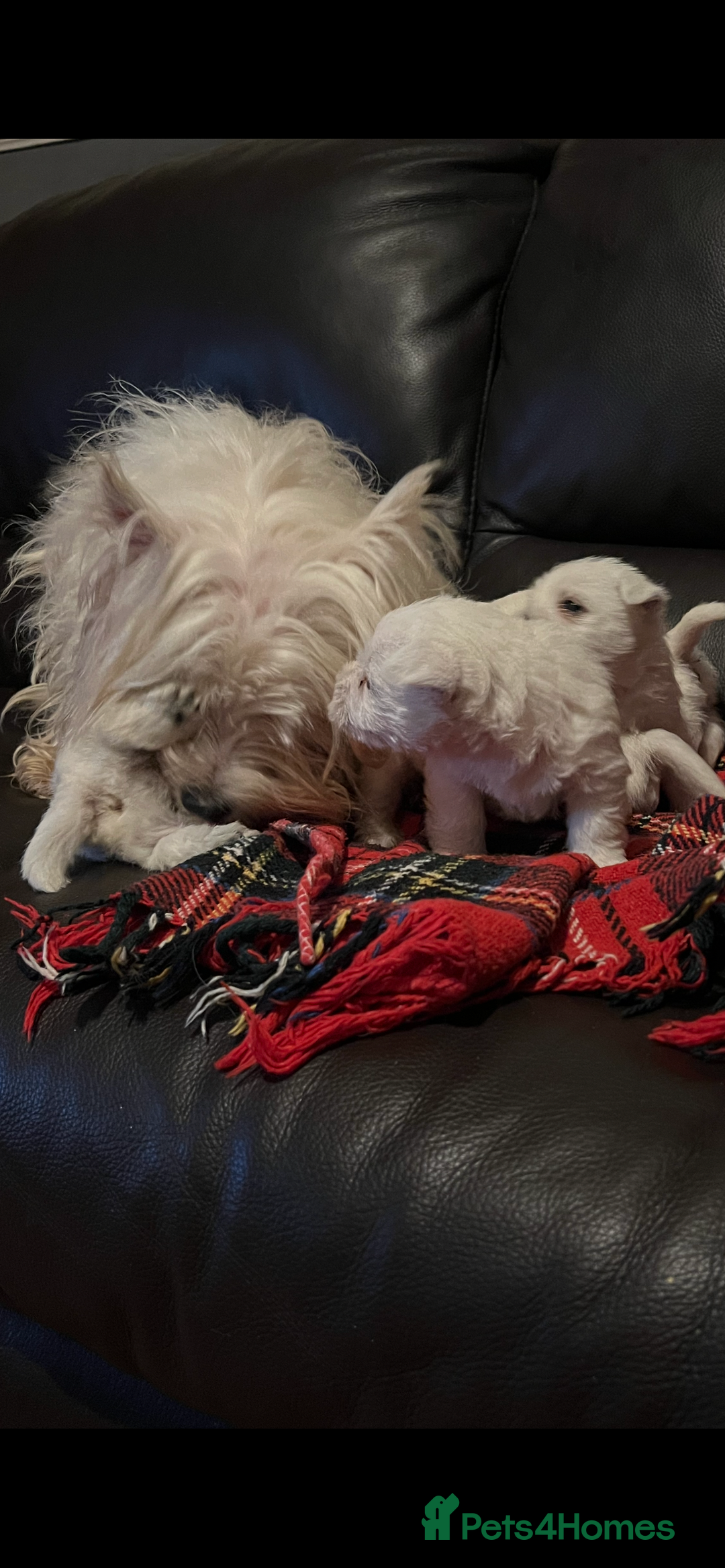 West Highland Terrier dogs for sale: West highland terrier puppies - Image 3