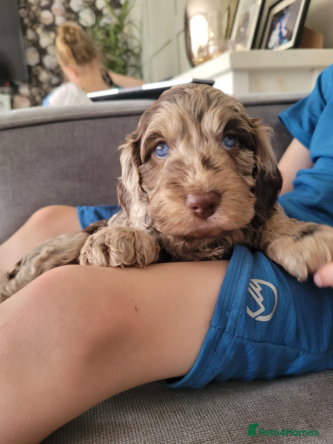 Miniature Poodle dogs for stud: Chocolate Merle Miniature Poodle for stud in Warrington - Advert 22