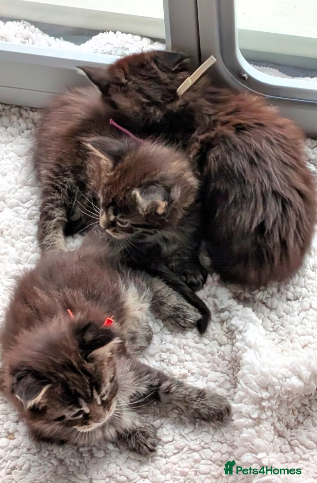Maine Coon cats for sale: Chunky Maine Coons  - Advert 6