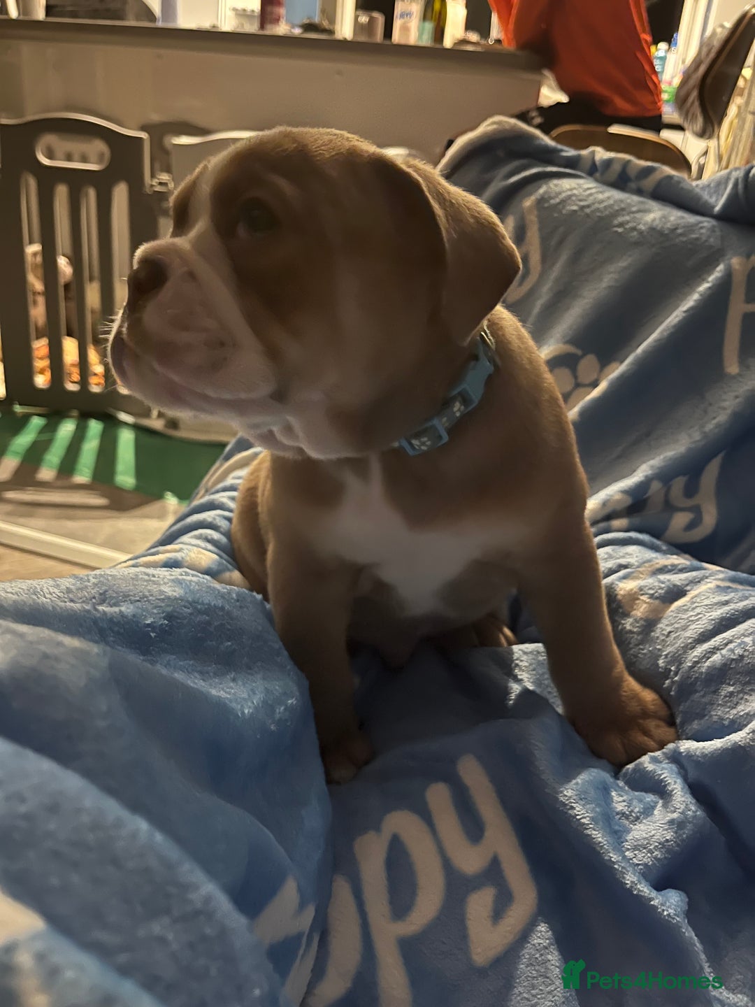 English Bulldog dogs for sale: new english bull dog - Image 1