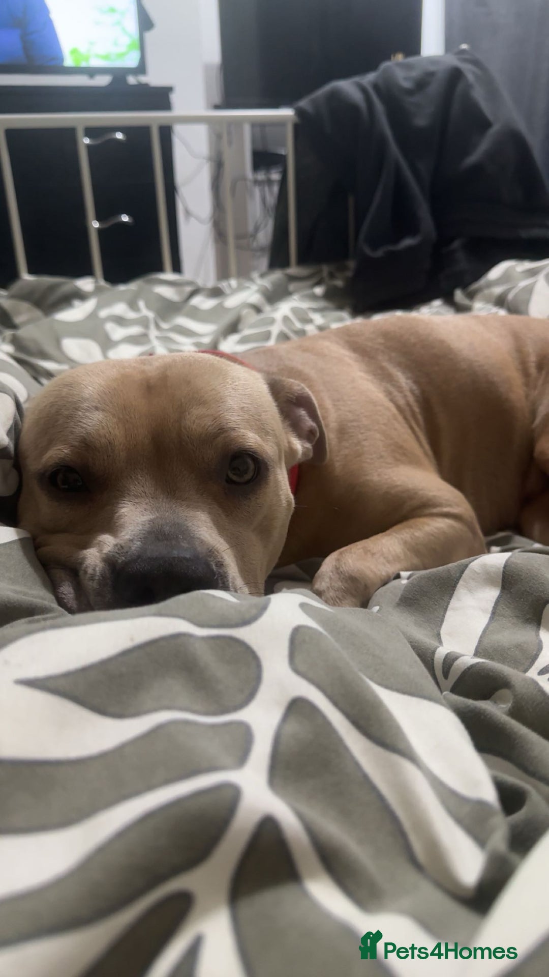 Staffordshire Bull Terrier dogs for sale: Staffordshire bull terrier  - Advert 6