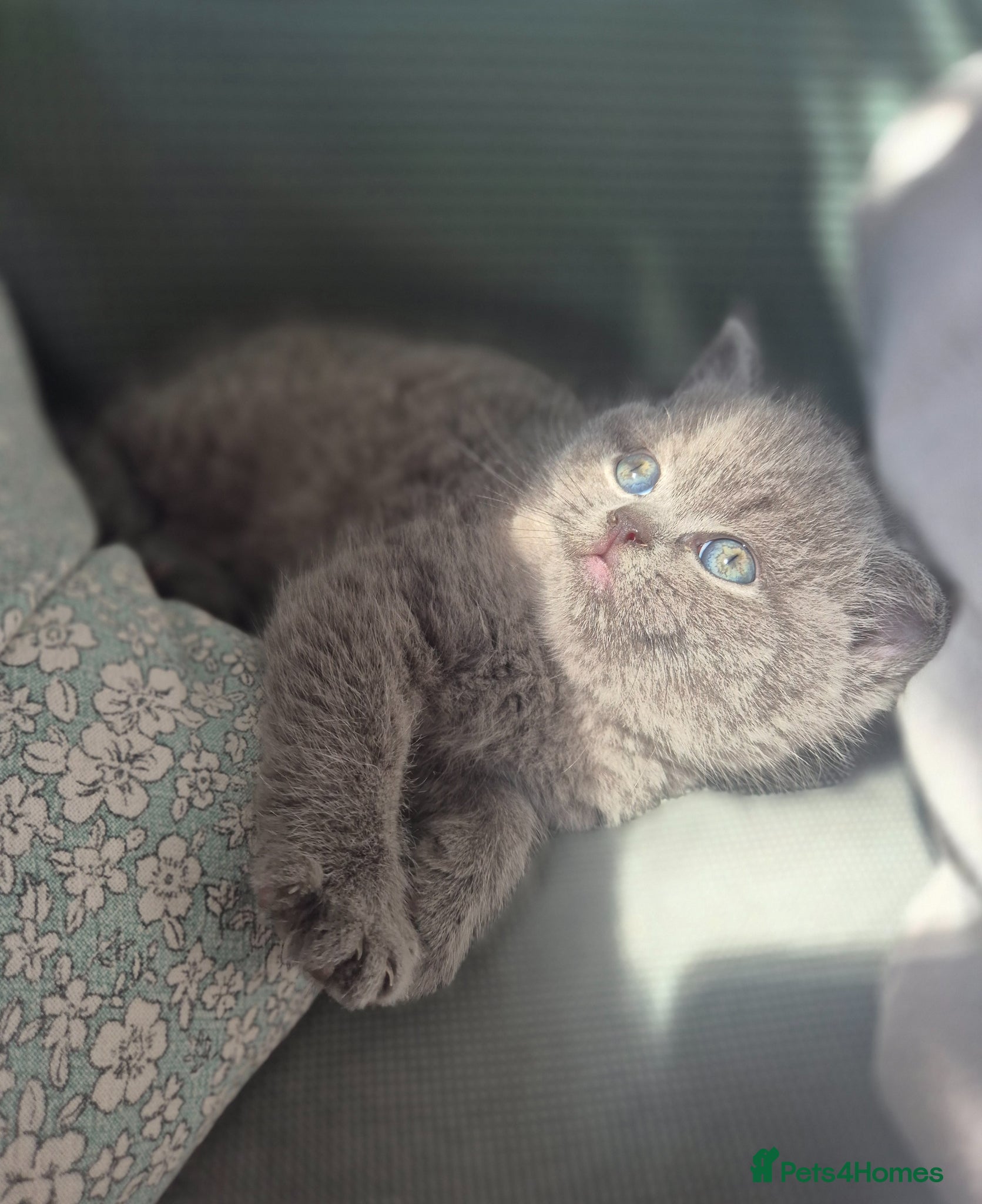 British Shorthair cats Stunning pedigree British short/longhair/ kittens  - Advert 14