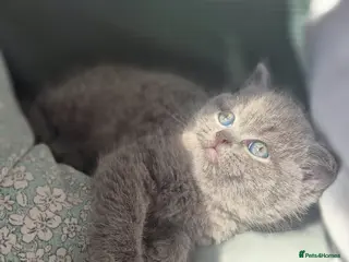 British Shorthair cats Stunning pedigree British short/longhair/ kittens - Advert 14