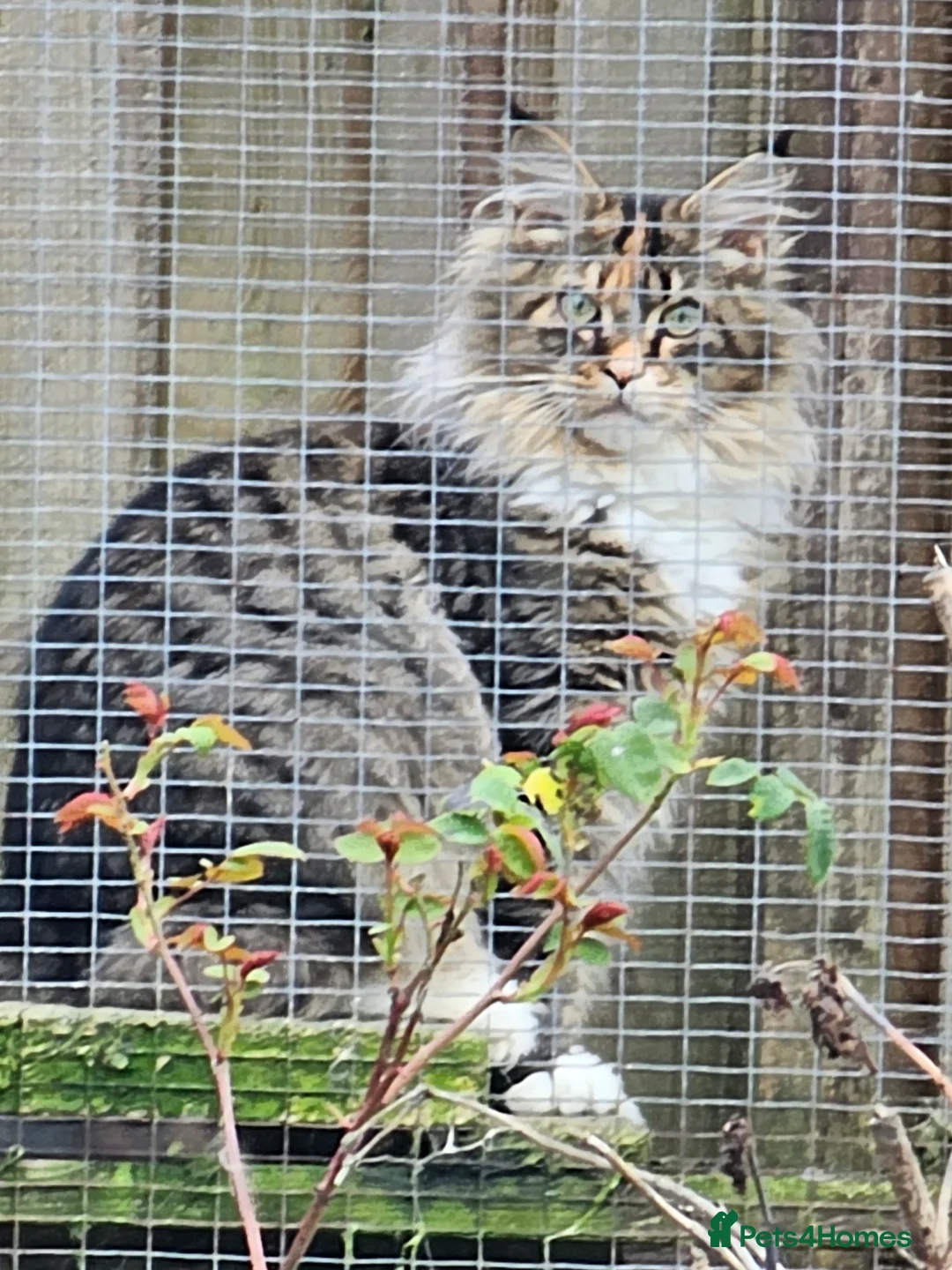 Maine Coon cats for sale: Stunning Mainecoon polydactyl  - Advert 1