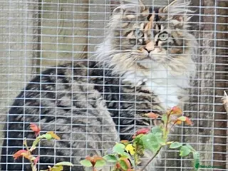 Maine Coon cats Stunning Mainecoon polydactyl - Advert 1