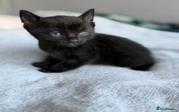 Mixed Breed cats for sale: Adorable Kittens Looking for Their Forever Homes ✨ - Image 14