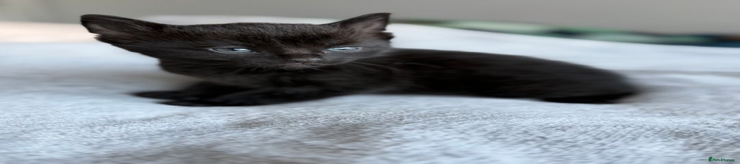 Mixed Breed Kitten 4