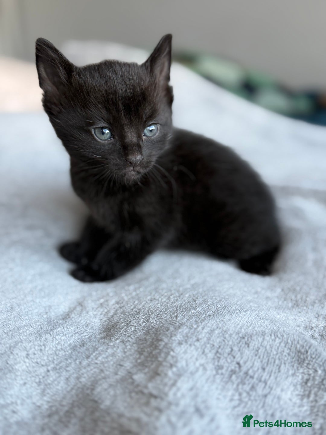 Mixed Breed cats for sale: Adorable Kittens Looking for Their Forever Homes ✨ - Image 14