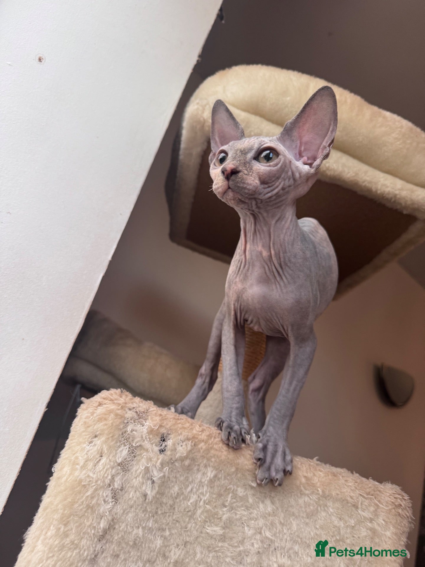 Sphynx cats ✨ Exceptional Sphynx Kittens –Last Two Available ✨ - Advert 1