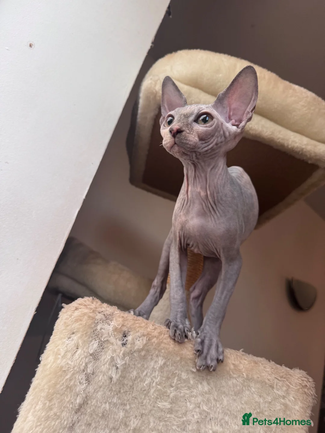 Sphynx cats for sale: ✨ Exceptional Sphynx Kittens –Last Two Available ✨ - Advert 1