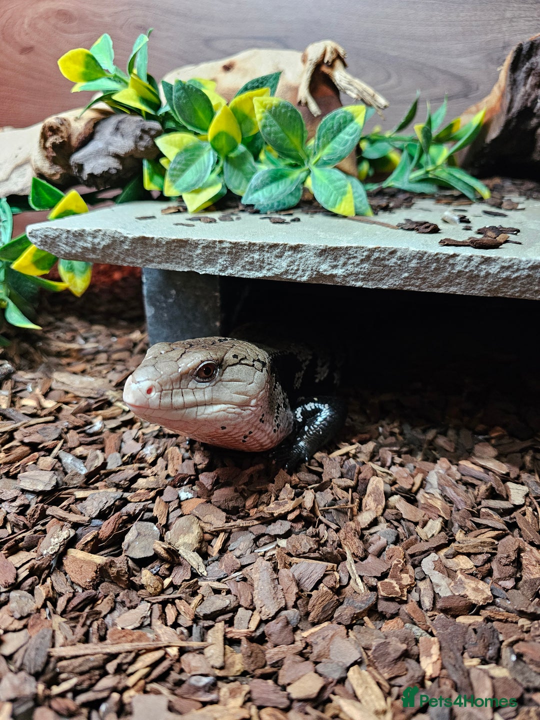 Skink reptiles for sale: Blue Tongued Skink-Male enclosure and cabnet setup - Advert 5