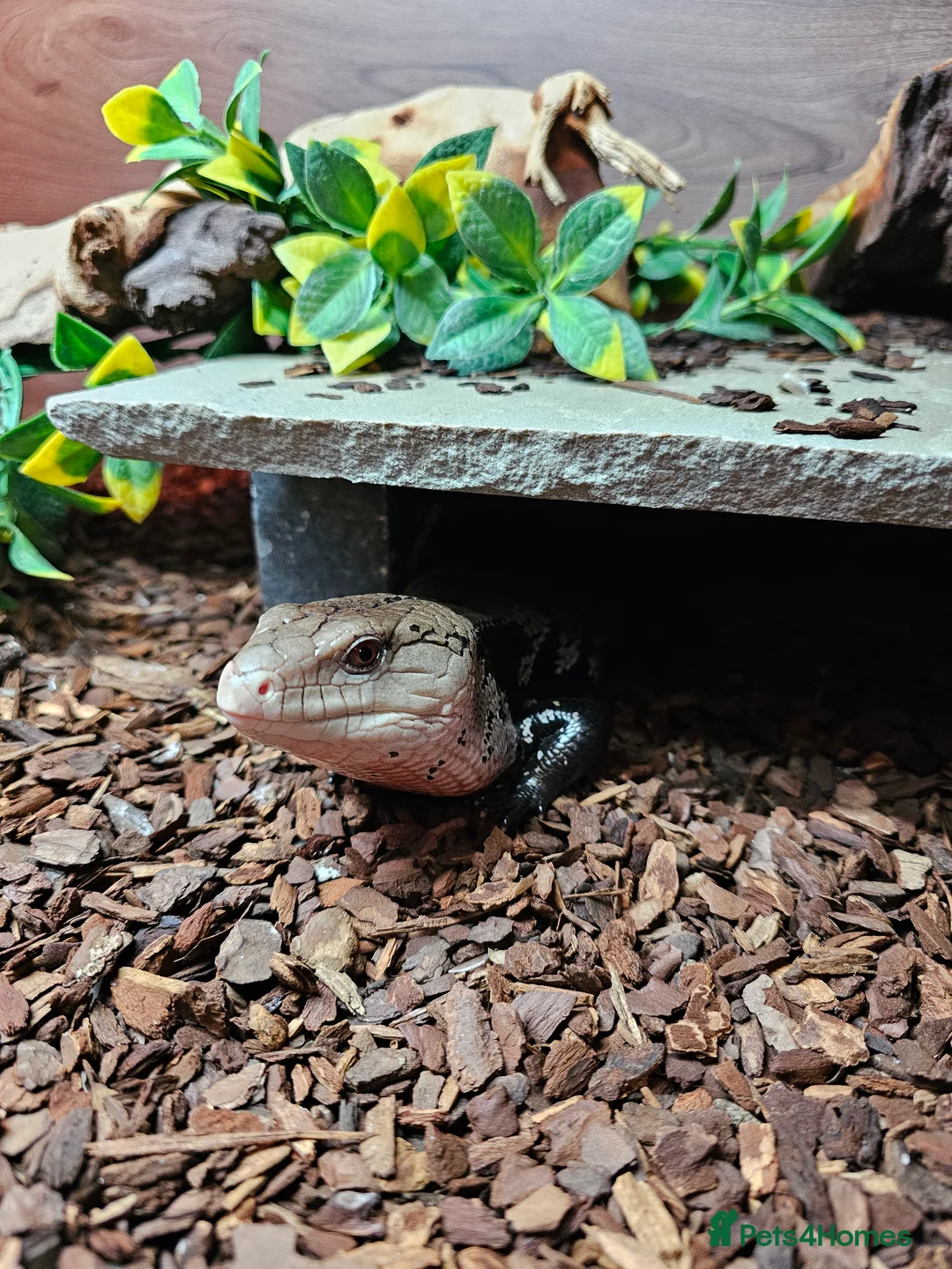 Skink reptiles for sale: Blue Tongued Skink-Male enclosure and cabnet setup - Advert 5