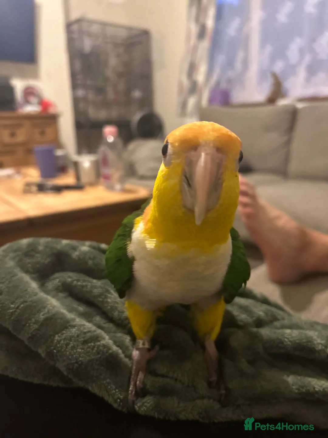Parrots birds for sale: Gorgeous hand tame male Caique parrot - Advert 1