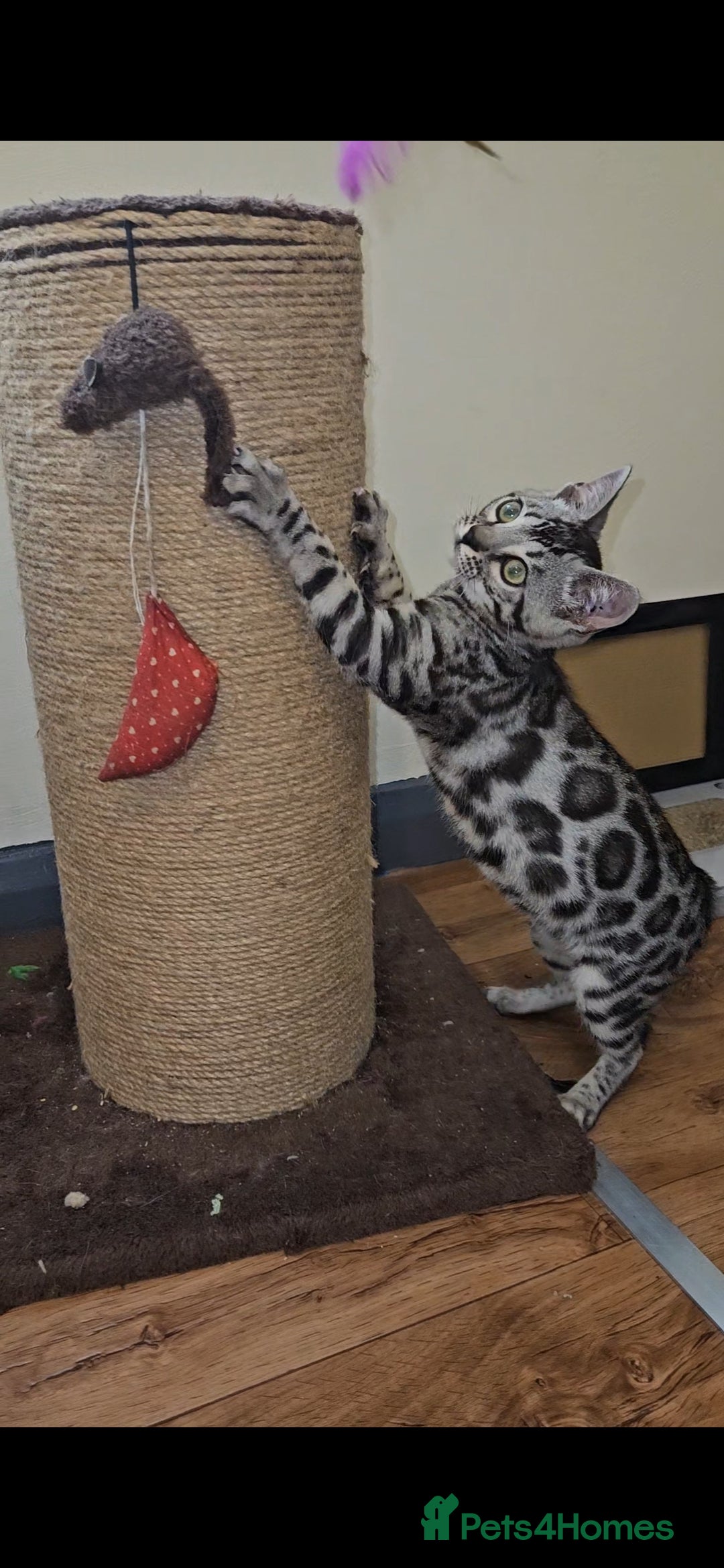 Bengal cats for sale: 13 week old Tica Registered Female Bengal Kitten in Falmouth - Image 7