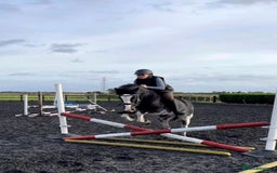 Irish Cob horses for sale: Fantastic first pony - Image 4