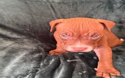 Mixed Breed dogs for sale: Spaniel crossed  - Image 12