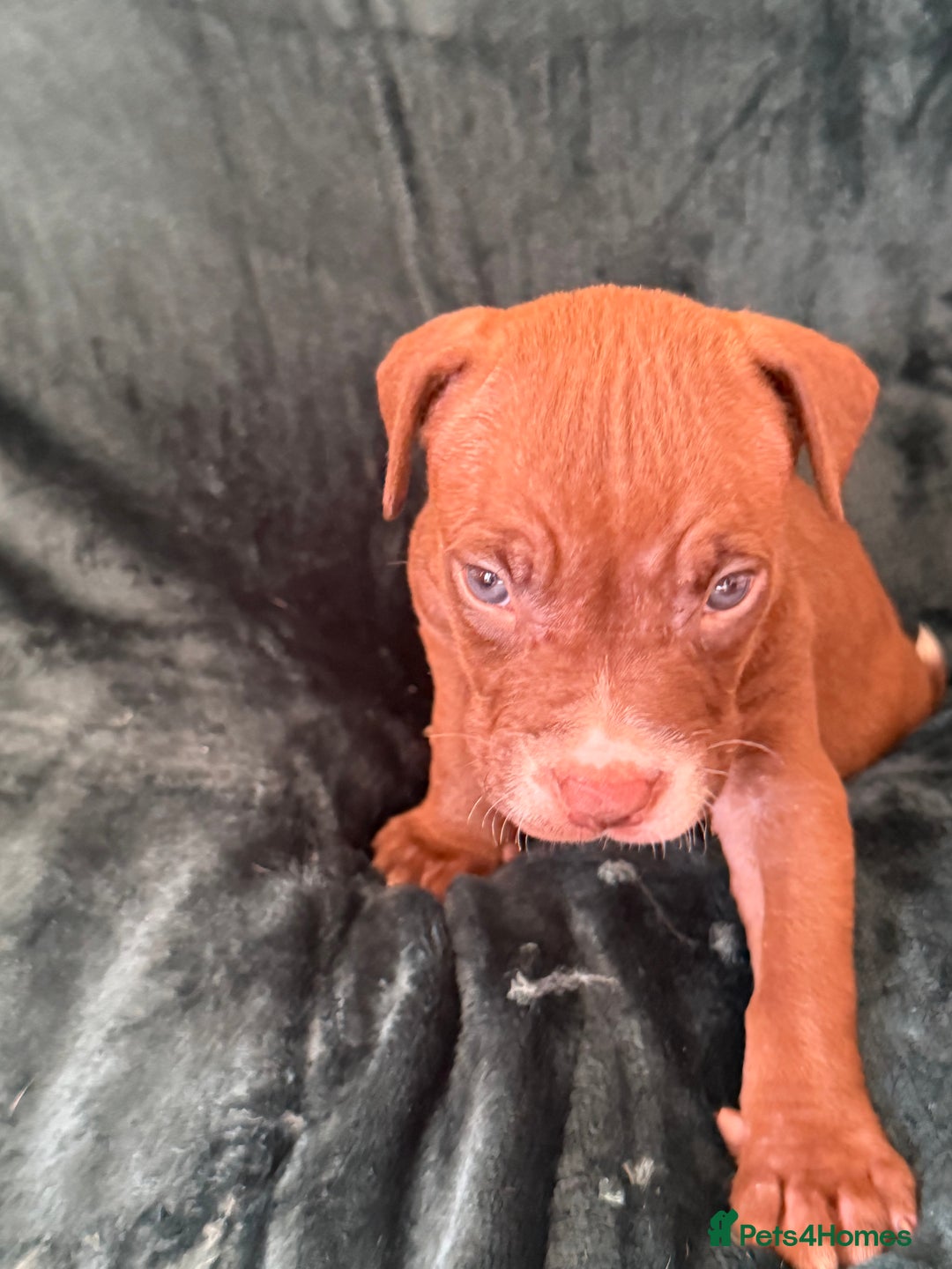 Mixed Breed dogs for sale: Spaniel crossed  - Image 12