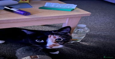 Mixed Breed cats - Advert 12