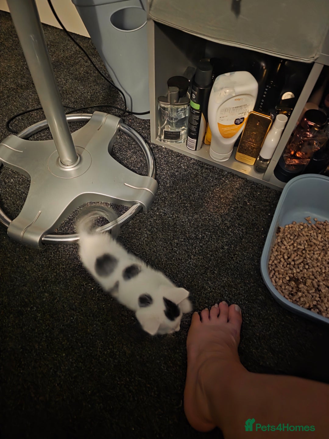 British Longhair cats for sale: 1 harlequin female and 1 British short haired  - Image 6