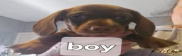 Dachshund dogs for sale: Miniature dachshunds  - Advert 17