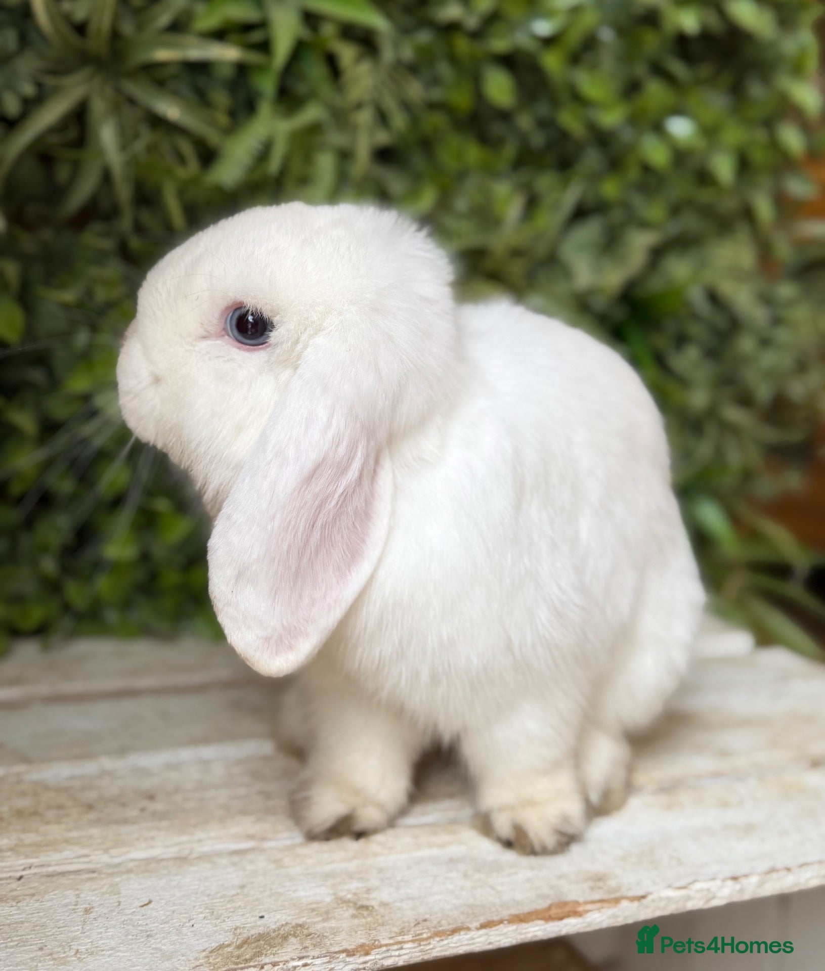 Mini Lop rabbits Mini lop buck  - Advert 1