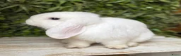 Mini Lop rabbits for sale: Mini lop buck  - Advert 1
