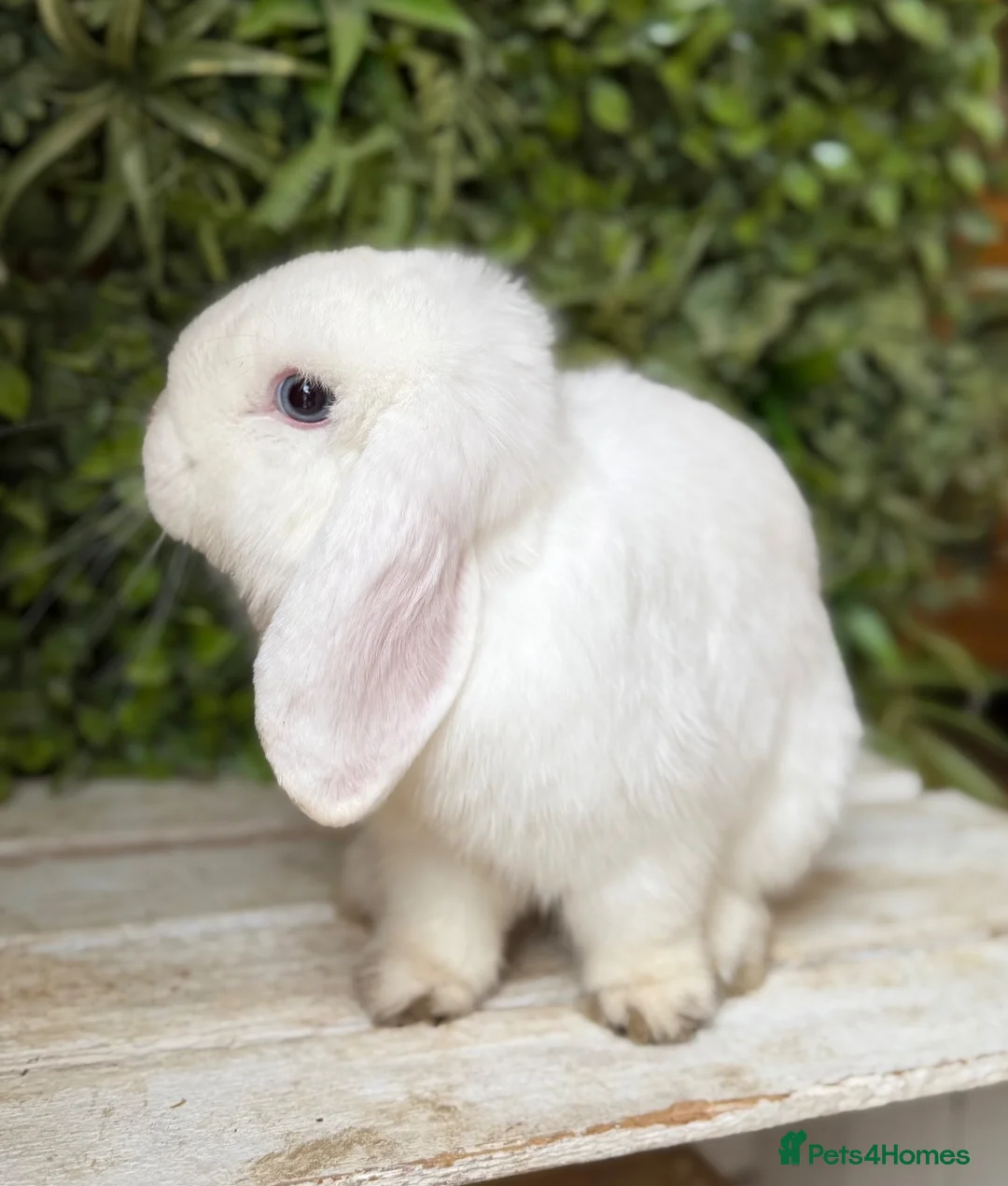 Mini Lop rabbits for sale: Mini lop buck  - Advert 1