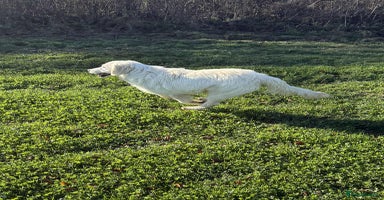 Golden Retriever dogs Stunning Golden Retriever boy.  - Advert 14