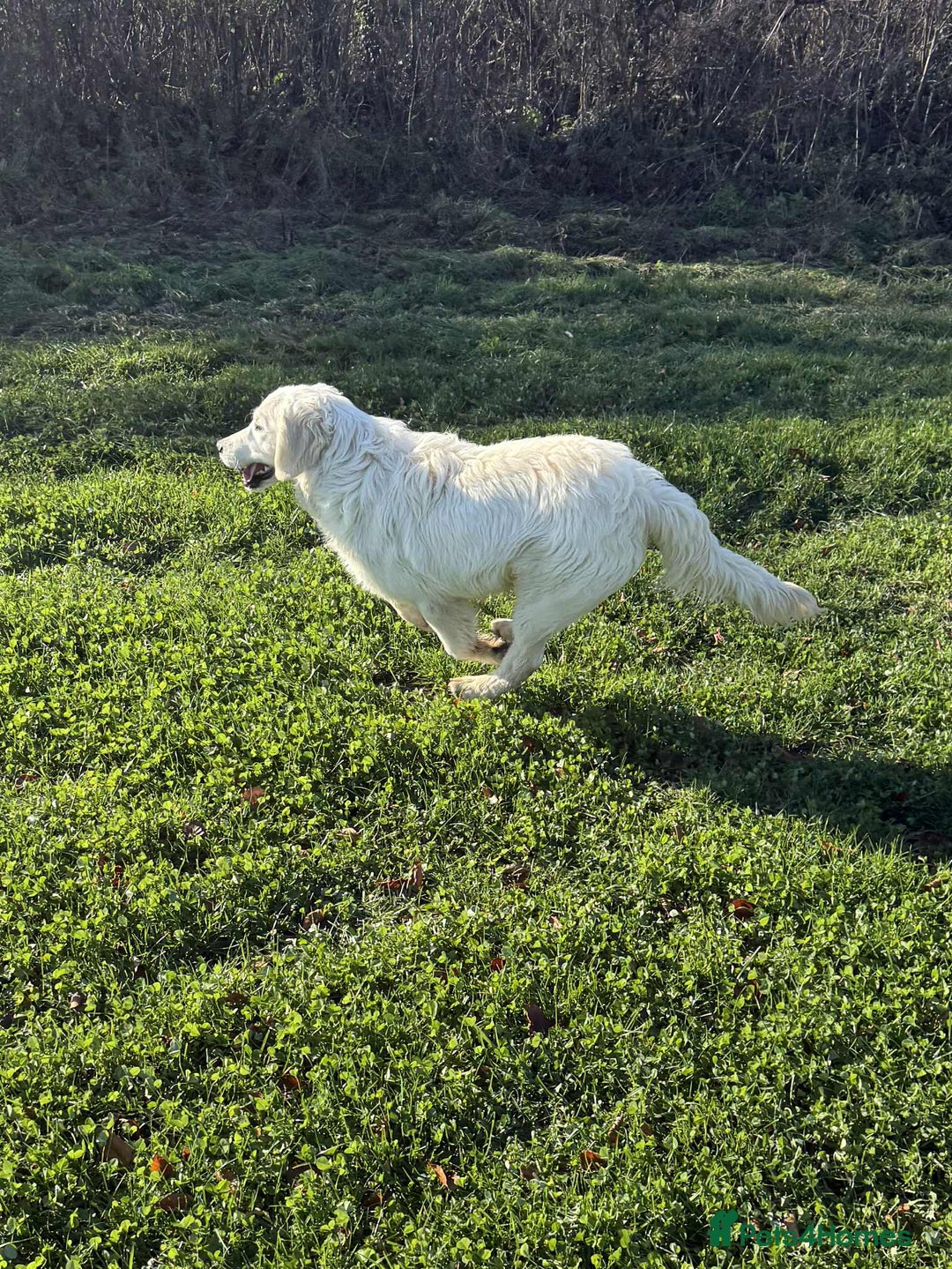 Golden Retriever dogs for sale: Stunning Golden Retriever boy.  - Advert 3